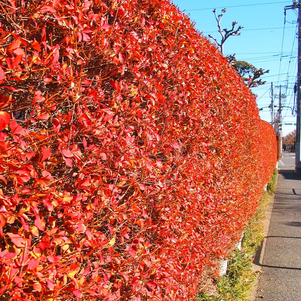 Jan Iseli Red® Enkianthus Shrub - Image 3