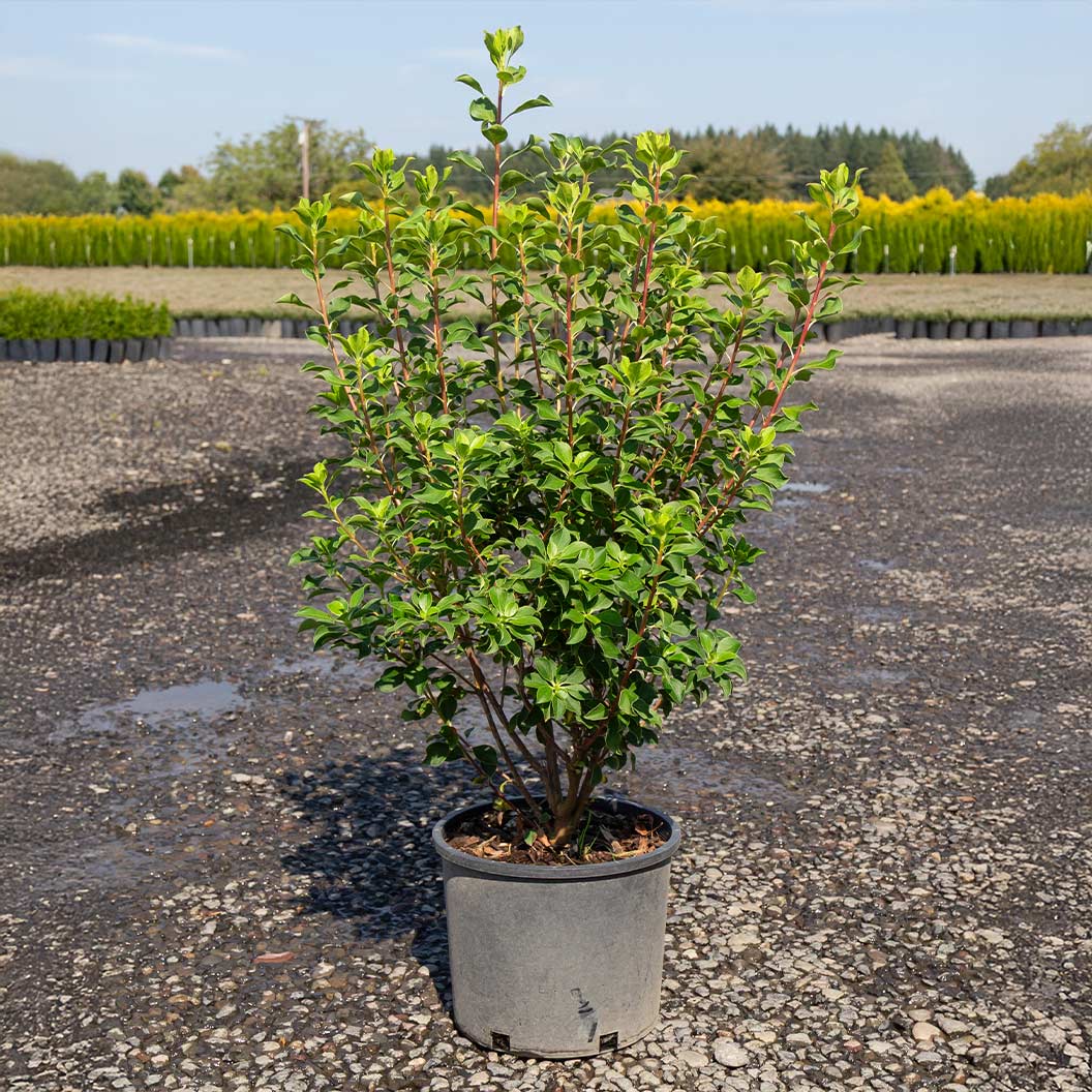 Jan Iseli Red® Enkianthus Shrub - Image 4