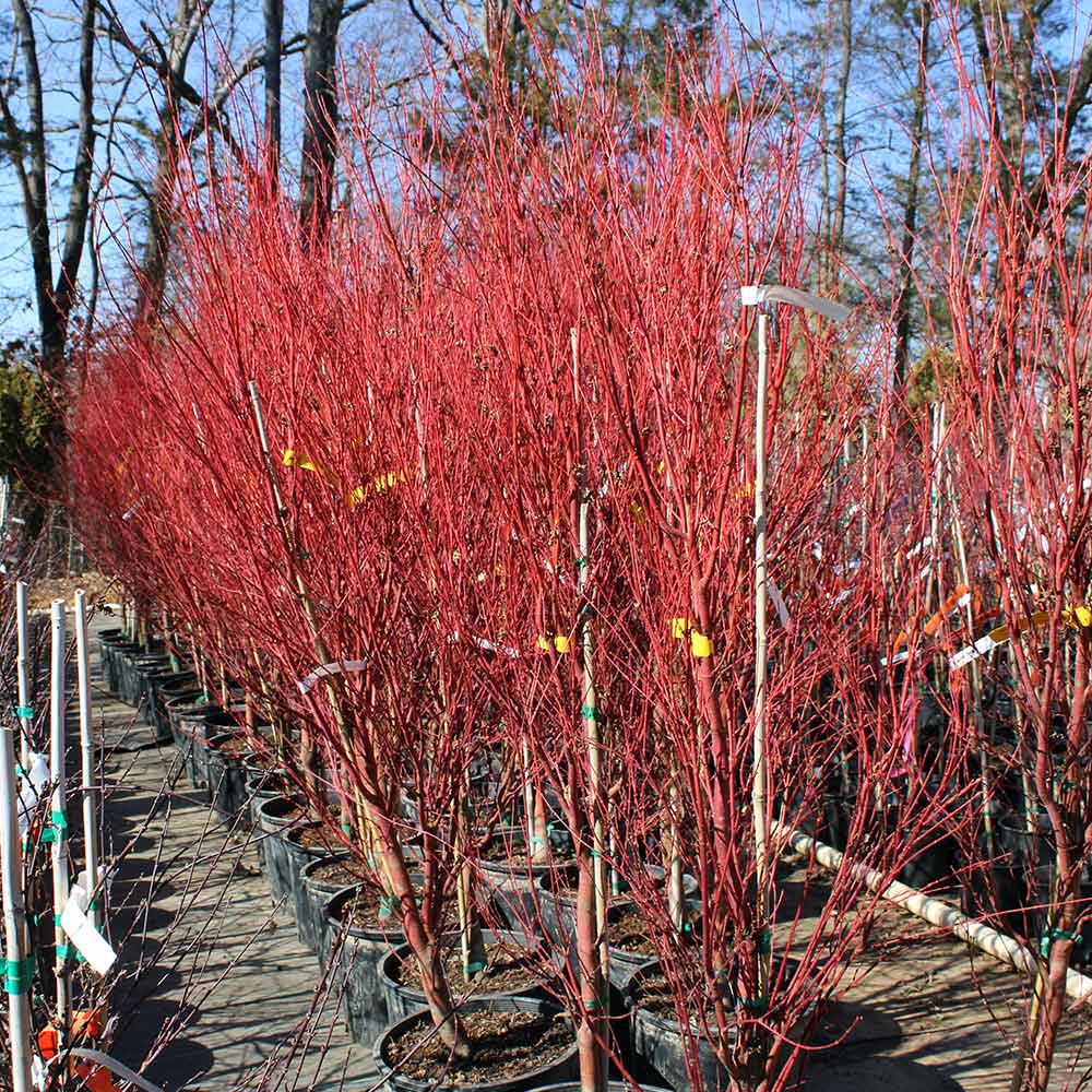 Coral Bark Japanese Maple Tree - Image 6