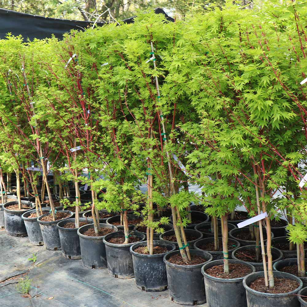 Coral Bark Japanese Maple Tree - Image 7