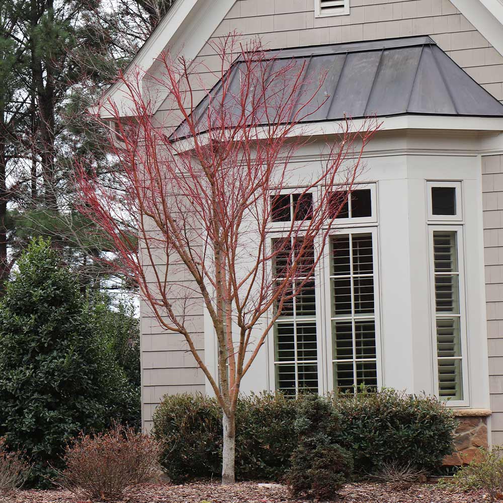 Coral Bark Japanese Maple Tree - Image 5