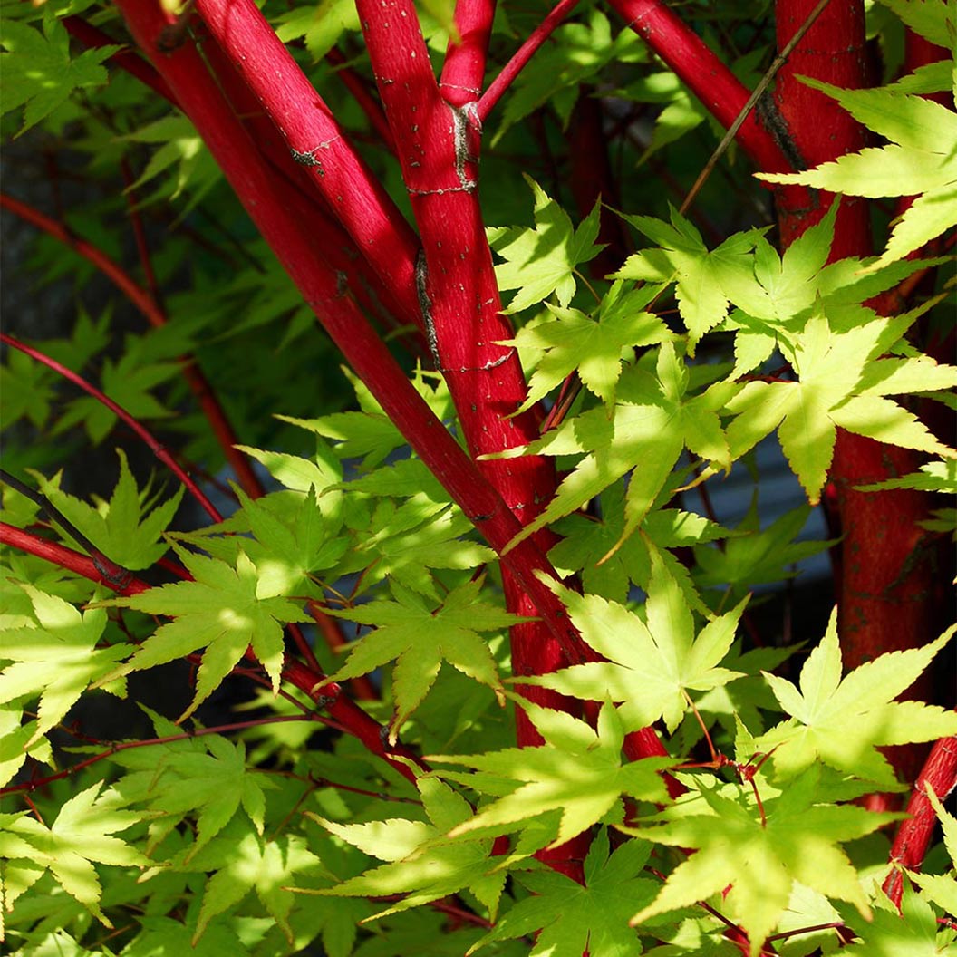 Coral Bark Japanese Maple Tree - Image 3