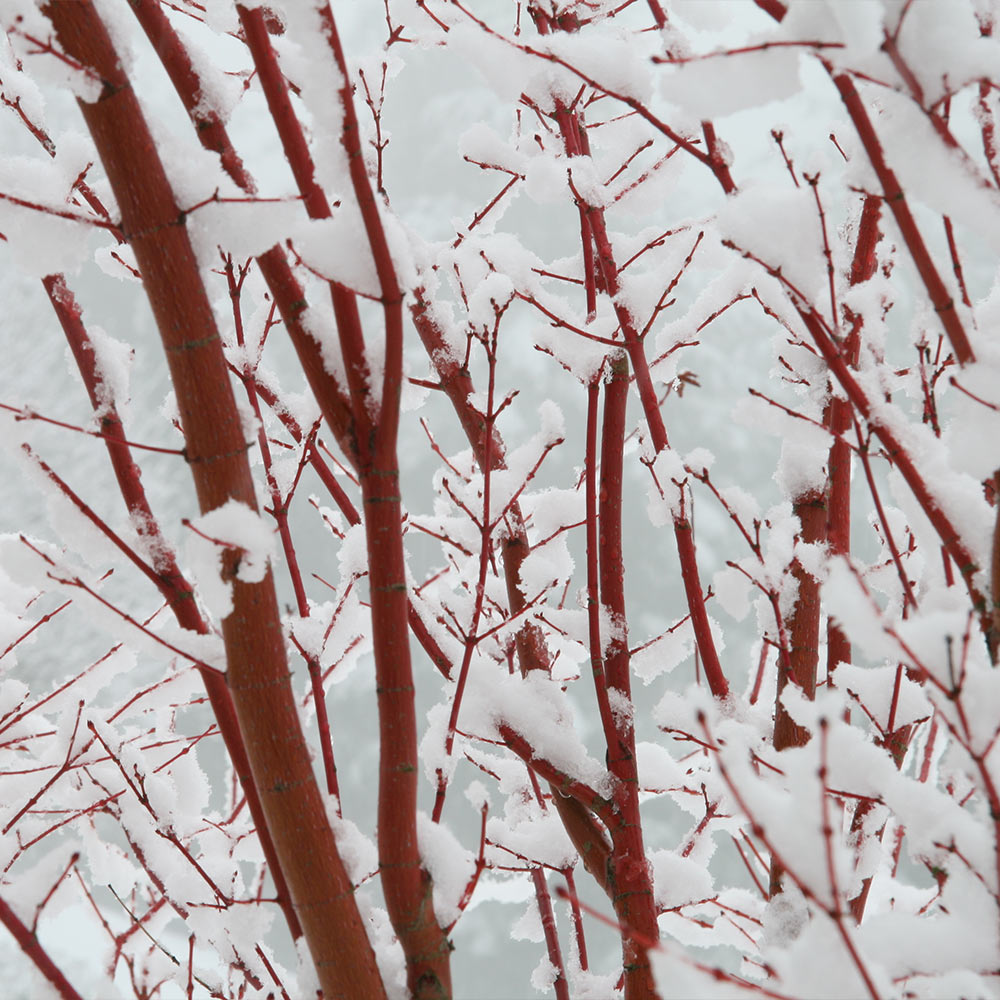 Coral Bark Japanese Maple Tree - Image 4