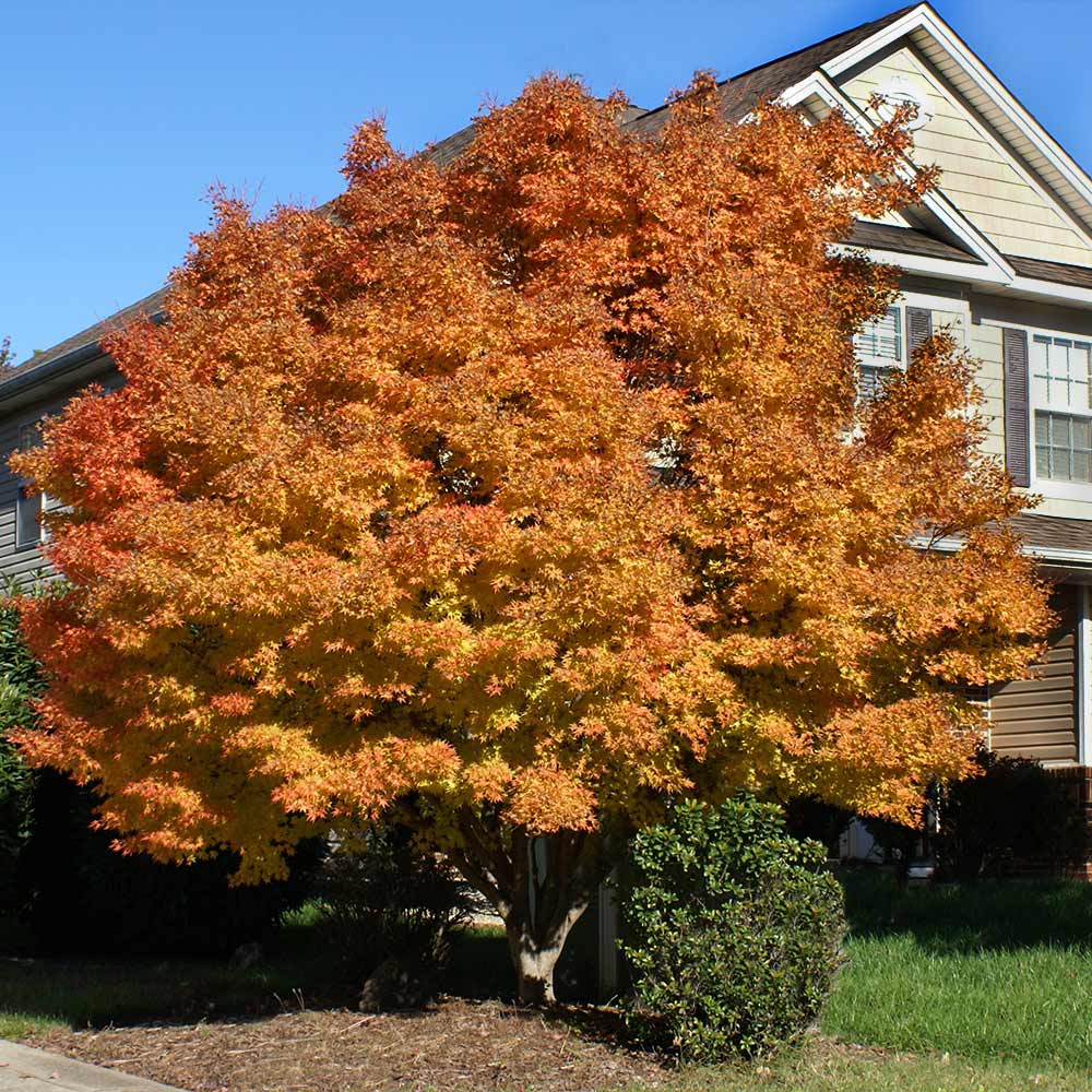 Coral Bark Japanese Maple Tree - Image 2