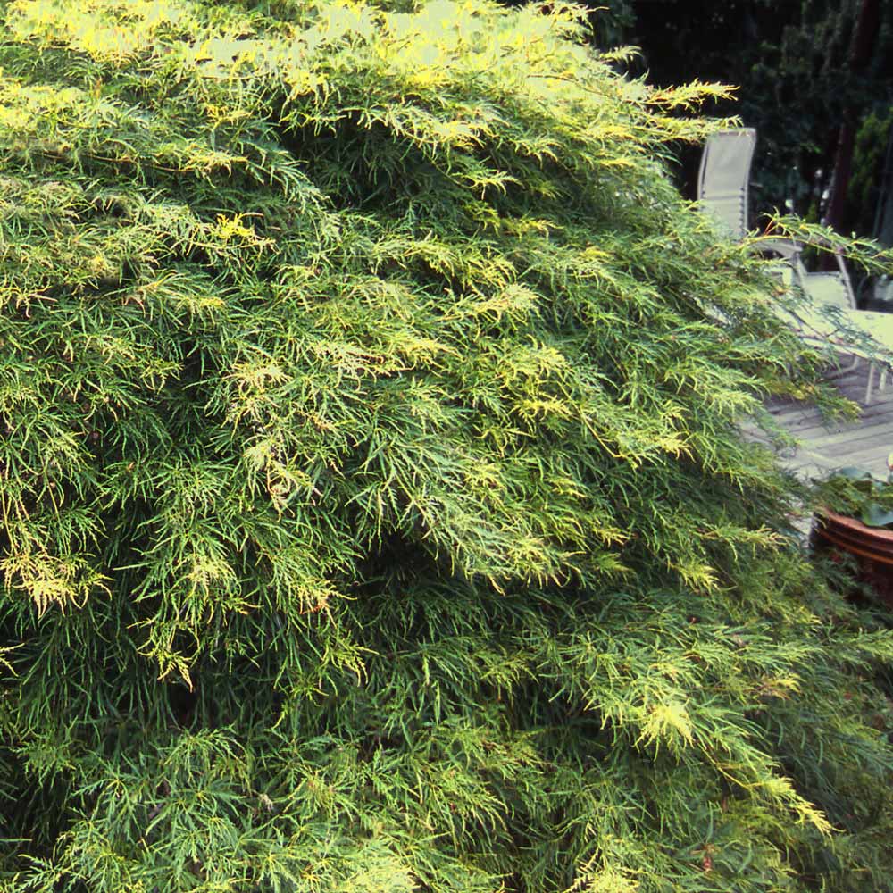 Waterfall Japanese Maple Tree - Image 2