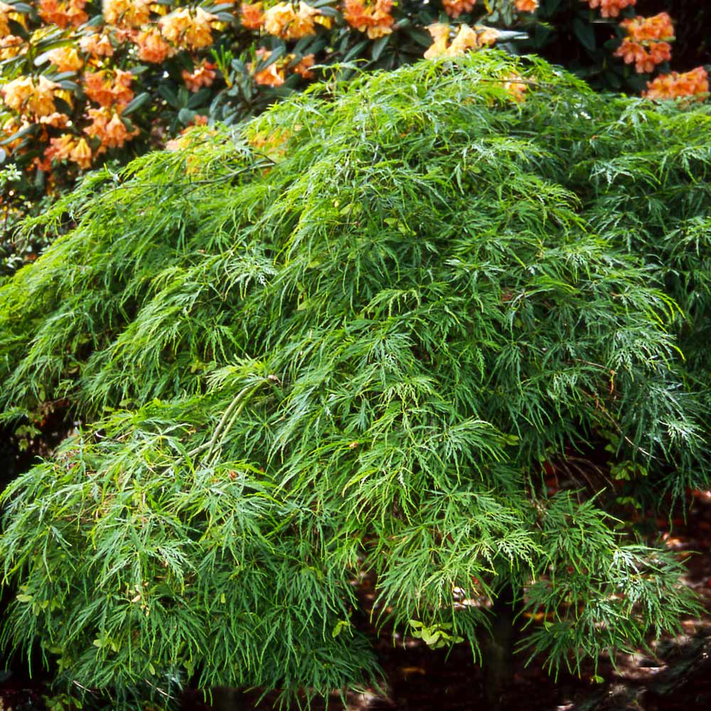 Waterfall Japanese Maple Tree - Image 3