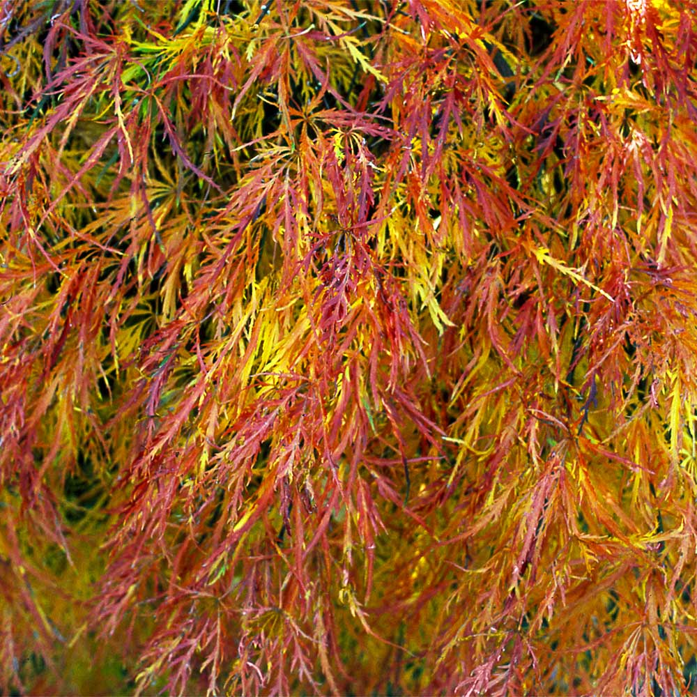 Waterfall Japanese Maple Tree - Image 4