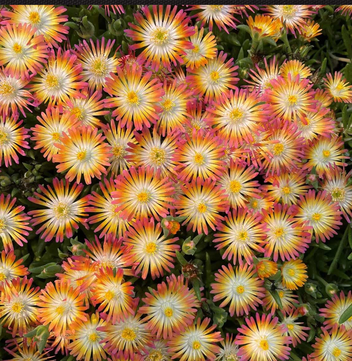 Jewel of Desert Ruby Ice Plant - Image 3