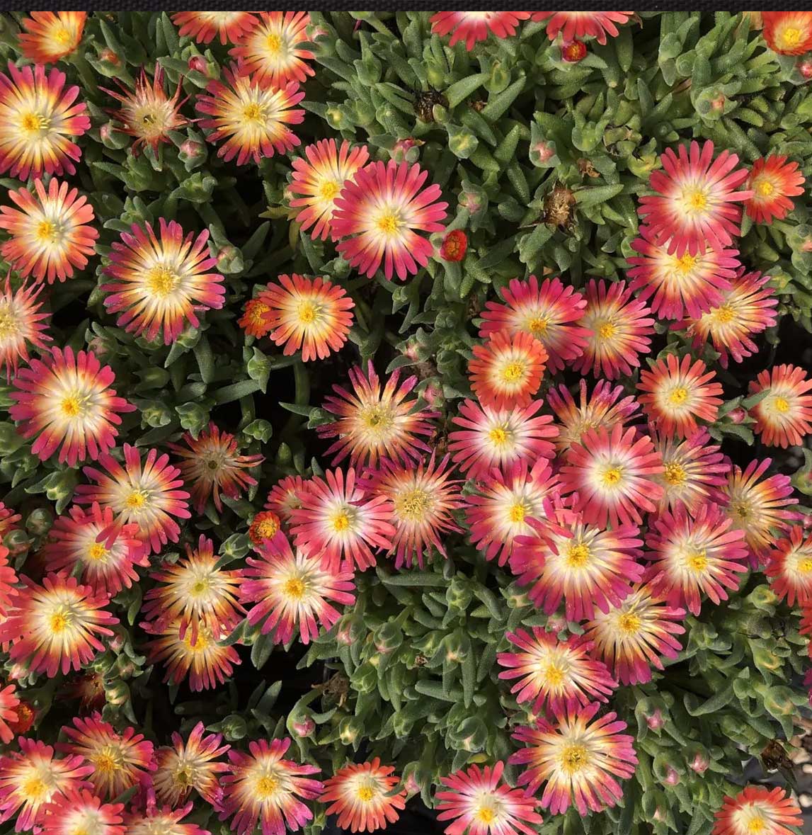 Jewel of Desert Ruby Ice Plant - Image 2