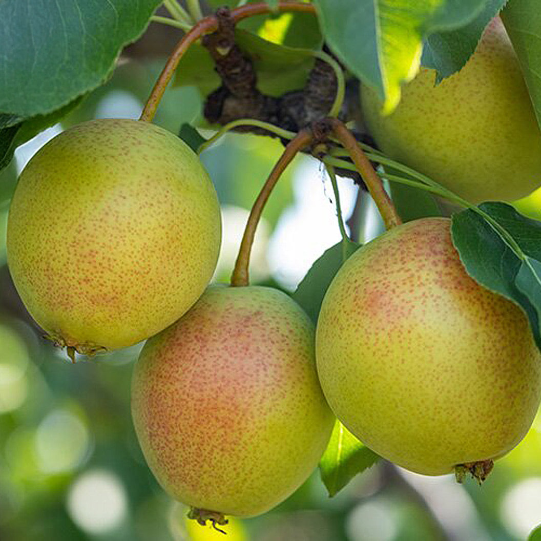 Juicy Jewel Asian Pear Tree - Image 2
