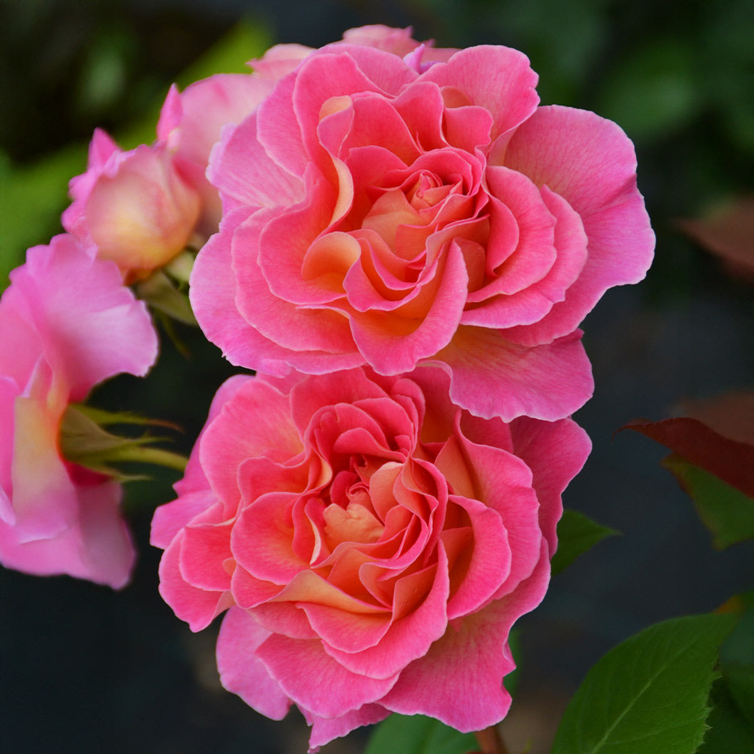 Julie Andrews™ Patio Rose Tree - Image 3