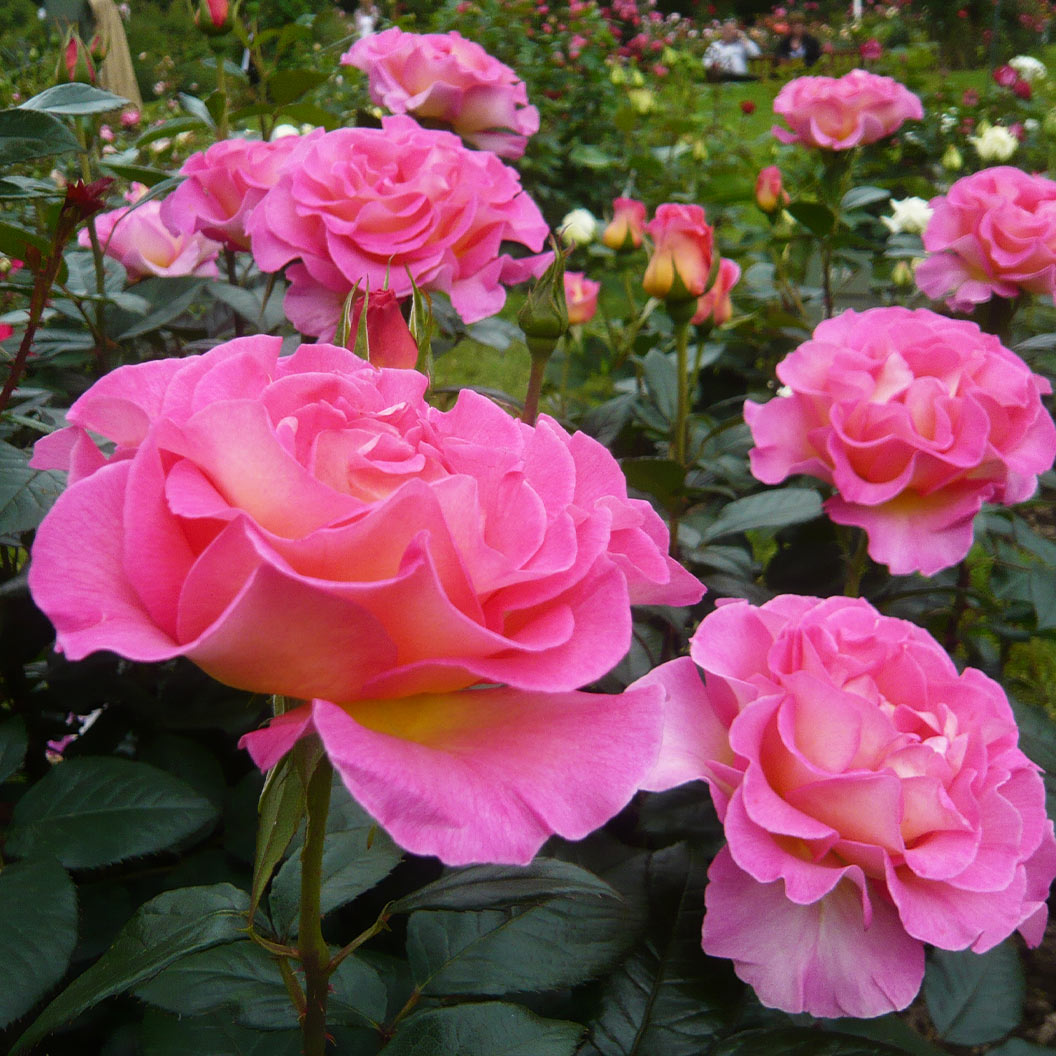 Julie Andrews™ Patio Rose Tree - Image 4