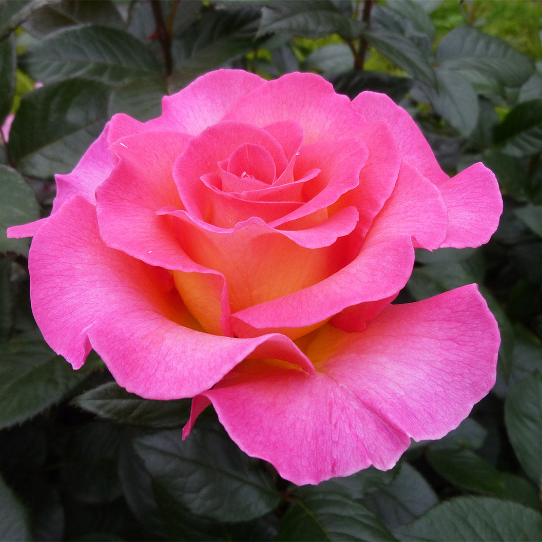 Julie Andrews™ Patio Rose Tree - Image 2