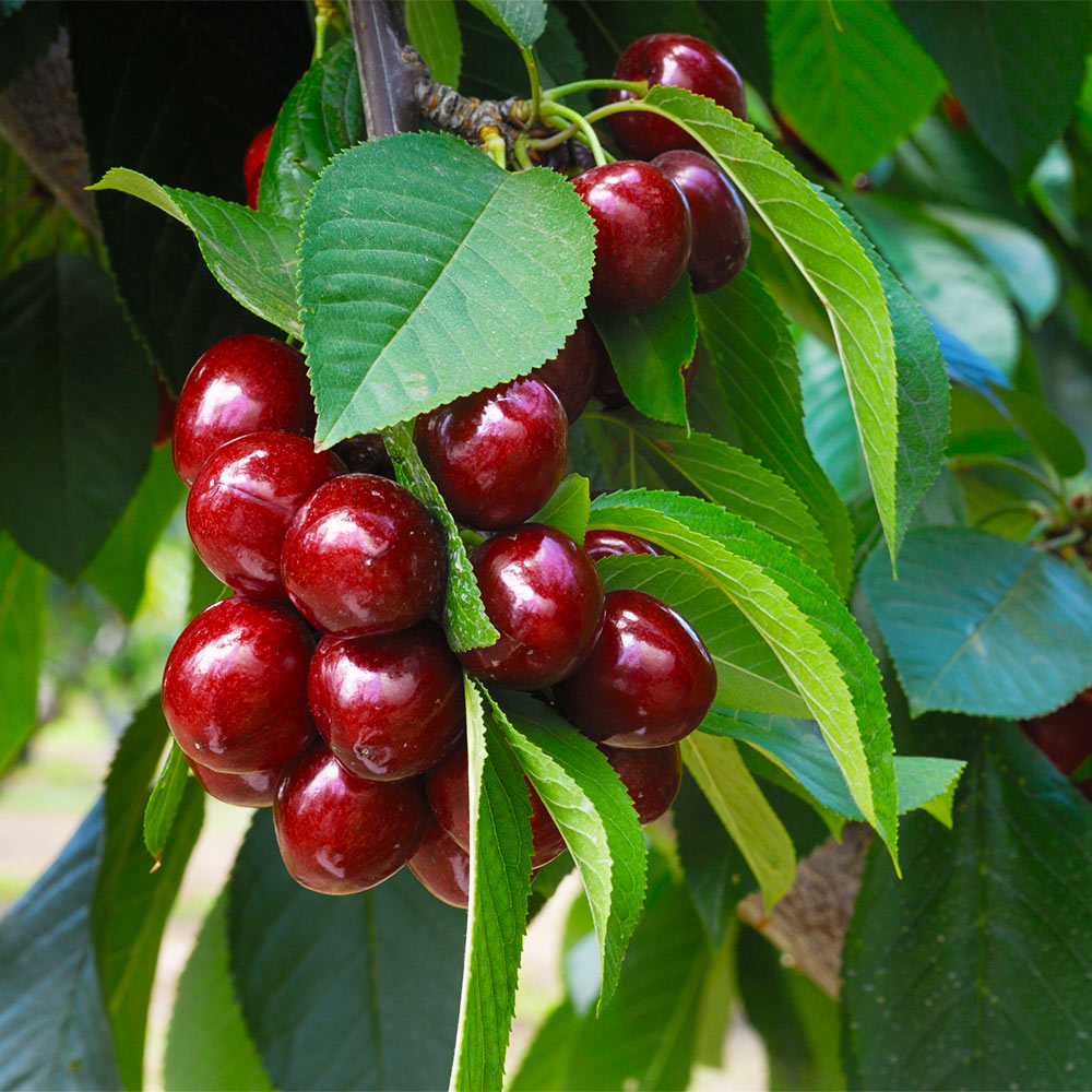 Romeo and Juliet™ Dwarf Cherry Bush - Image 3