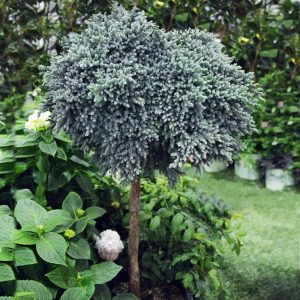Blue Star Juniper Tree
