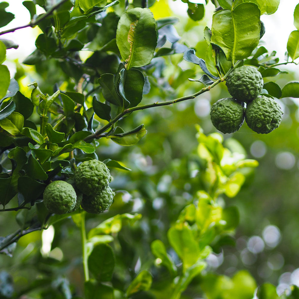 Kaffer 'Kieffer' Lime Tree - Image 3