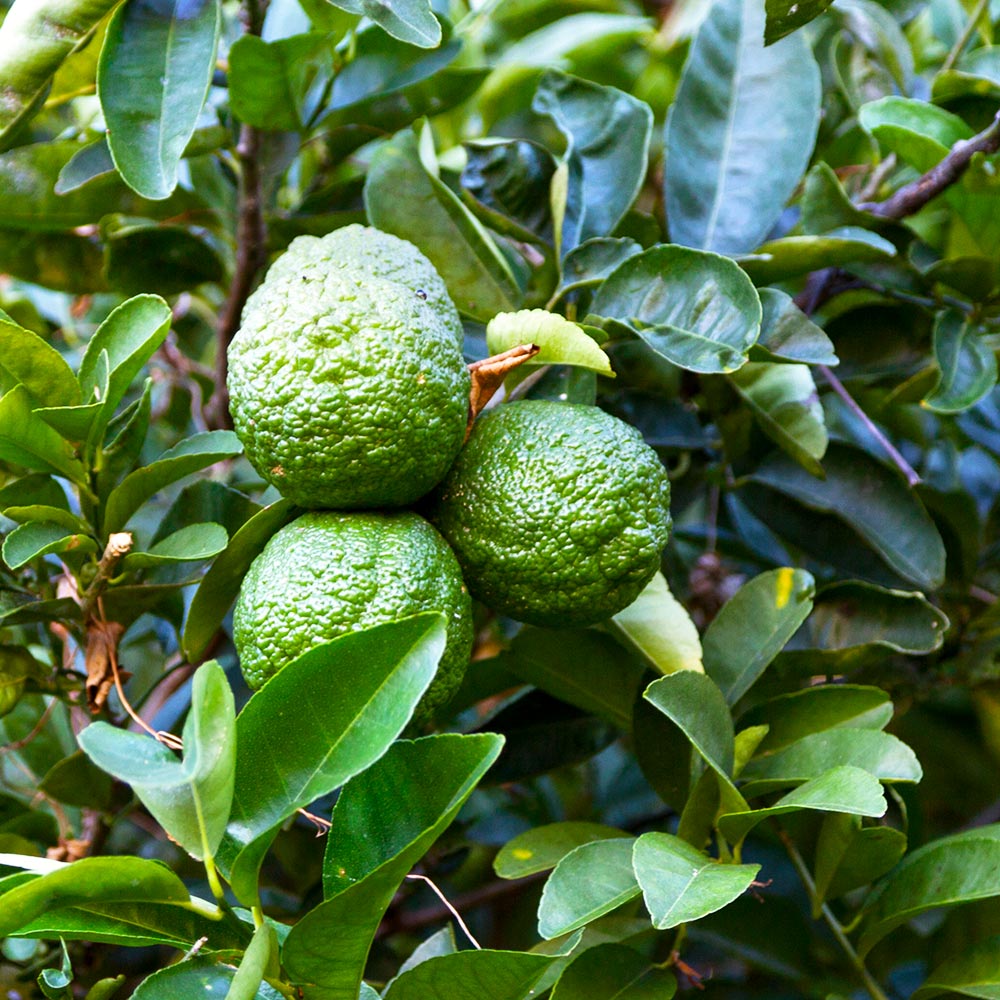 Kaffer 'Kieffer' Lime Tree - Image 2