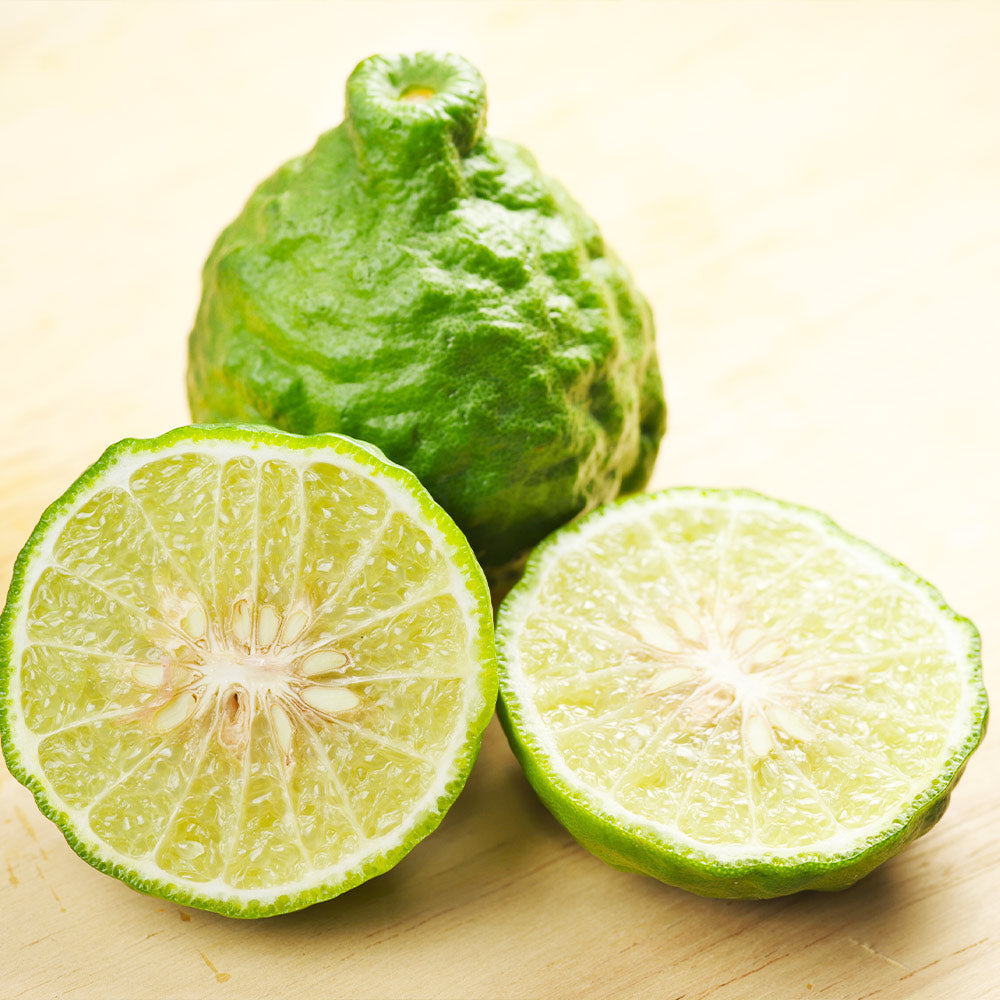 Kaffer 'Kieffer' Lime Tree - Image 4