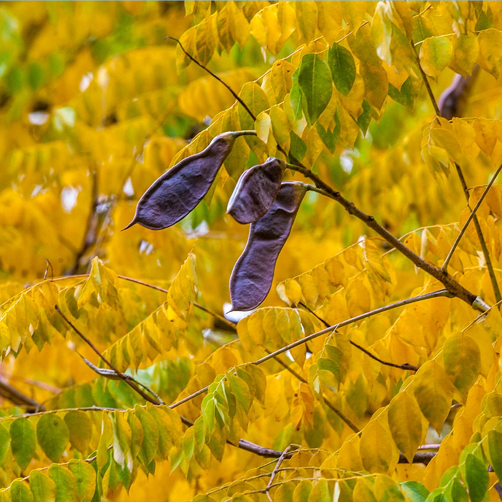 Kentucky Coffeetree - Image 3