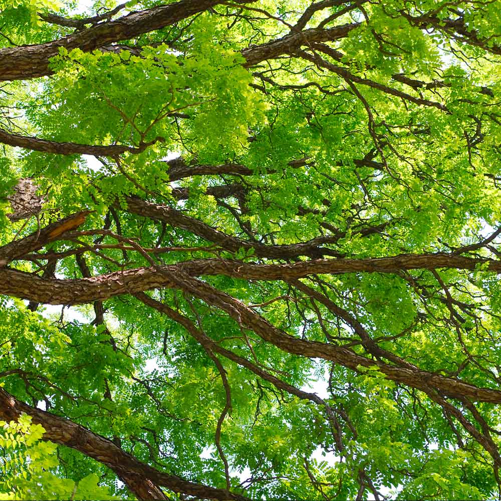 Kentucky Coffeetree - Image 2