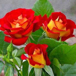 Ketchup and Mustard Rose Shrub