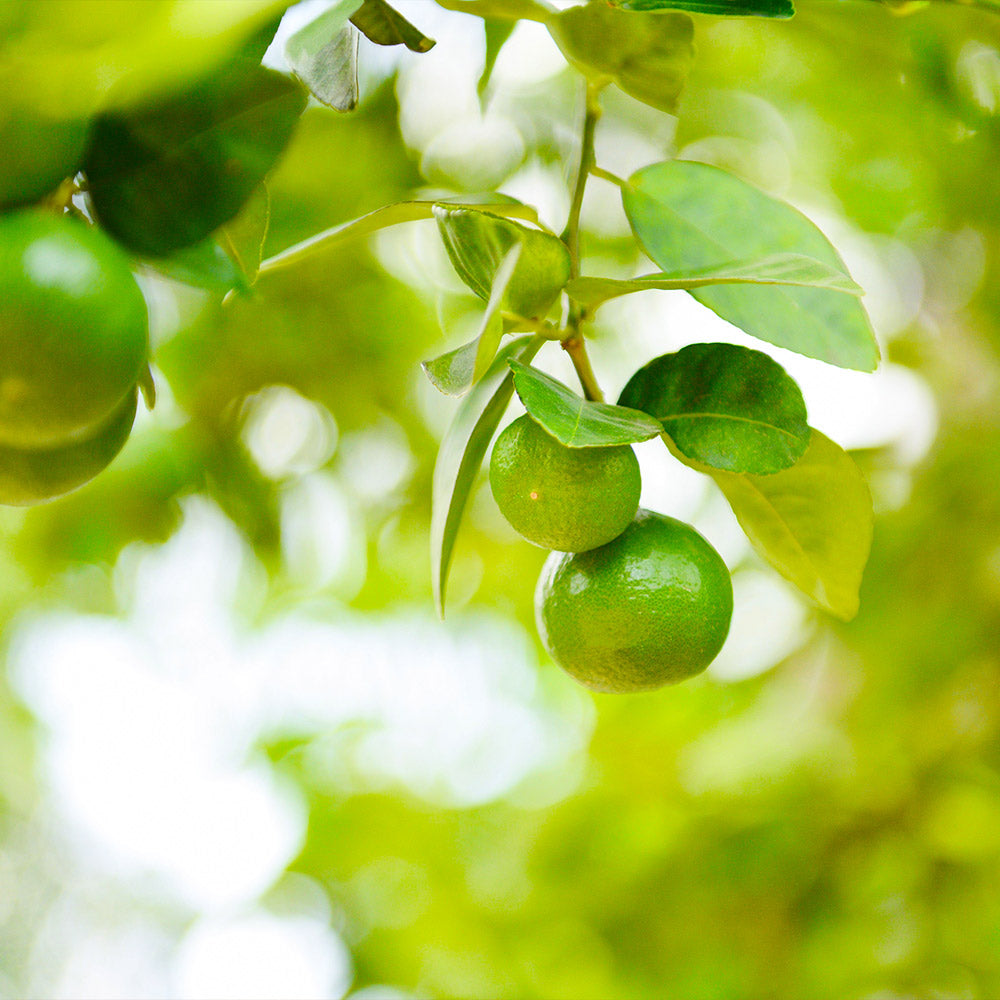 Key Lime Bush - Image 2