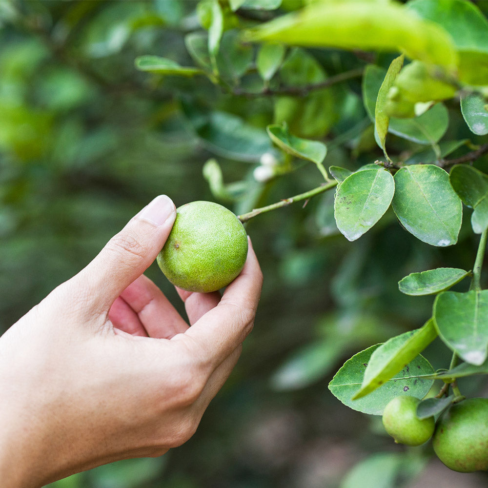 Key Lime Tree - Image 2