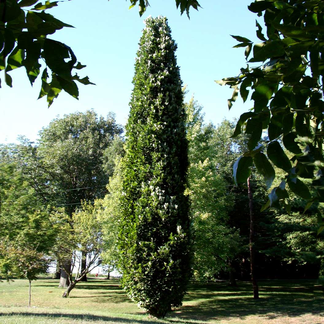 Kindred Spirit® Hybrid Oak Tree - Image 2