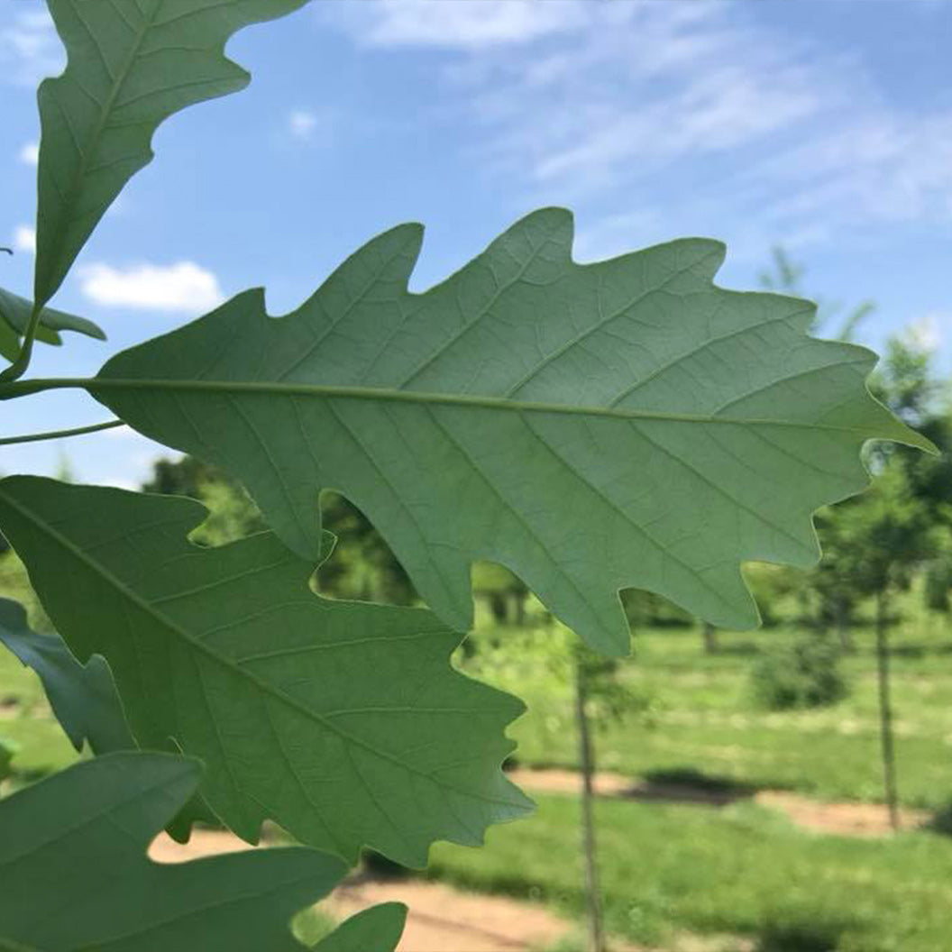 Kindred Spirit® Hybrid Oak Tree - Image 4