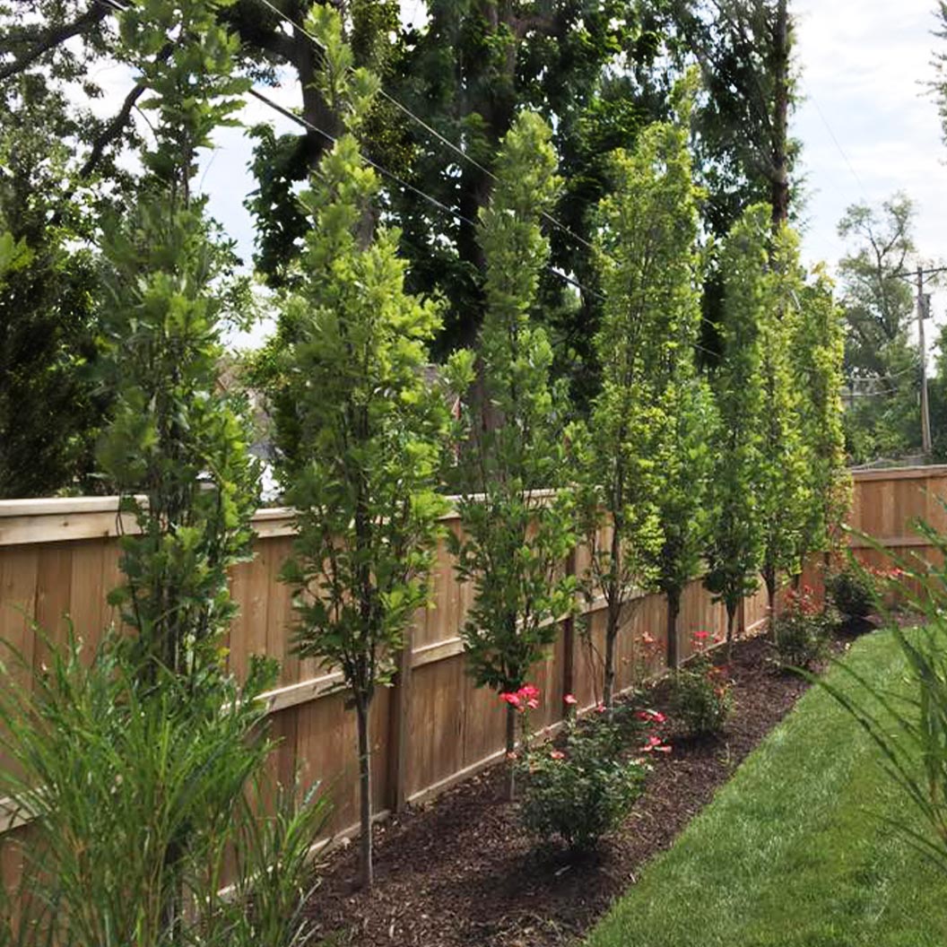 Kindred Spirit® Hybrid Oak Tree - Image 3