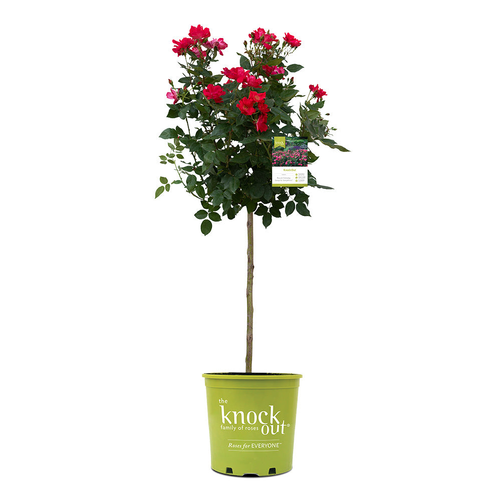 Knock Out® Rose Tree - Image 6
