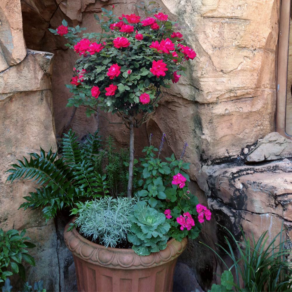 Knock Out® Rose Tree - Image 2