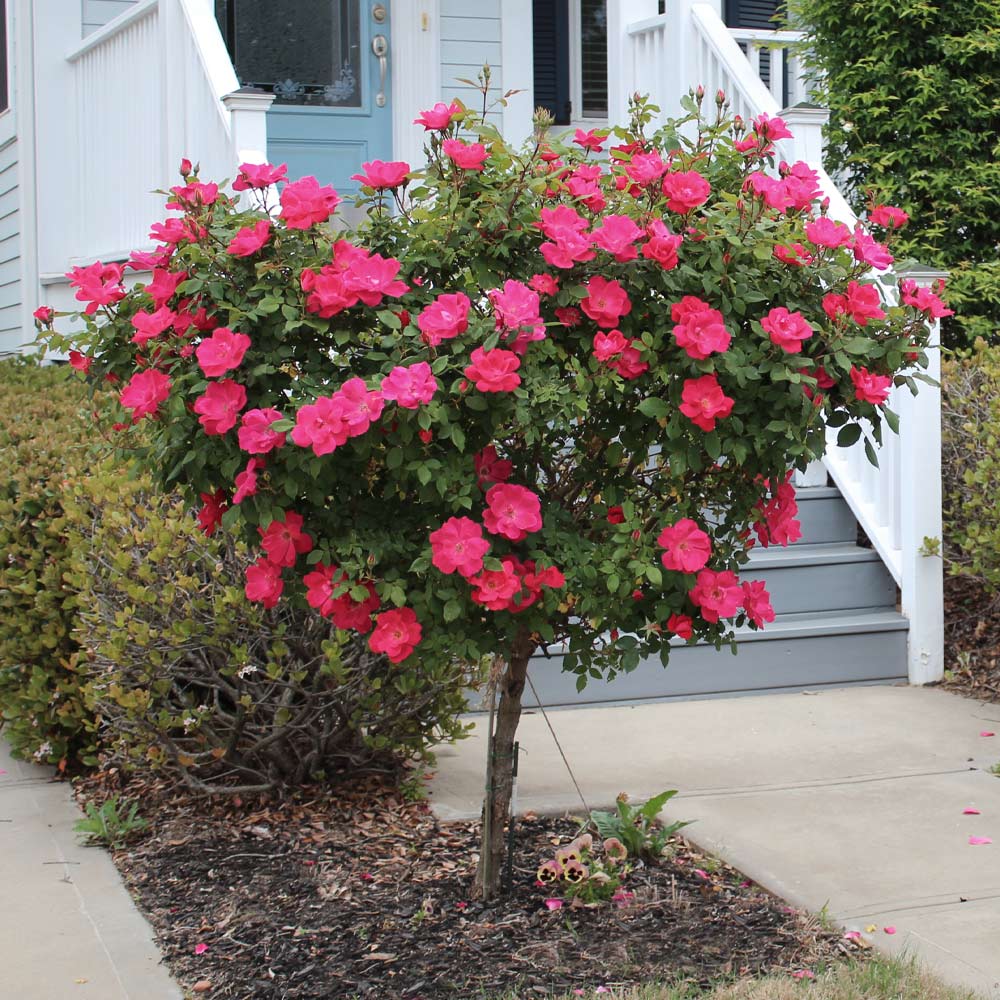 Knock Out® Rose Tree - Image 3