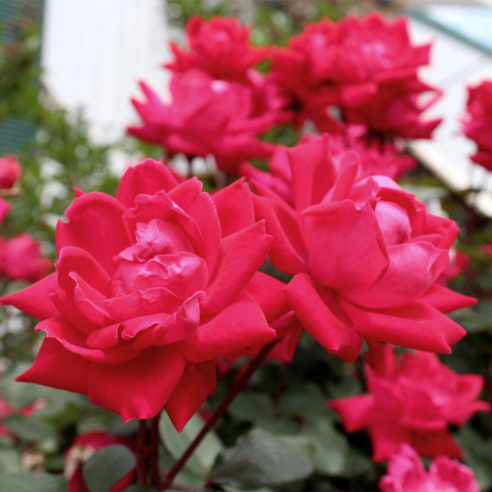 Knock Out® Rose Tree - Image 4