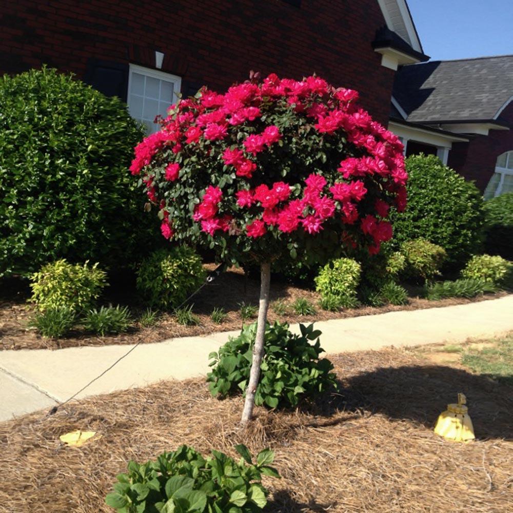 Knock Out® Rose Tree - Image 5