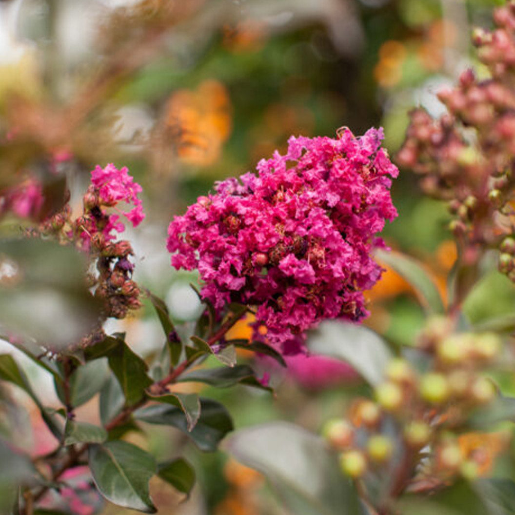 First Editions® Plum Magic™ Crape Myrtle - Image 2