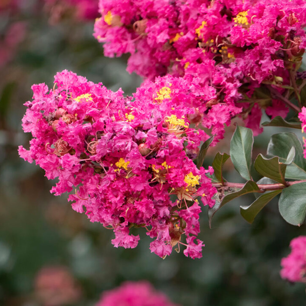 First Editions® Plum Magic™ Crape Myrtle - Image 3