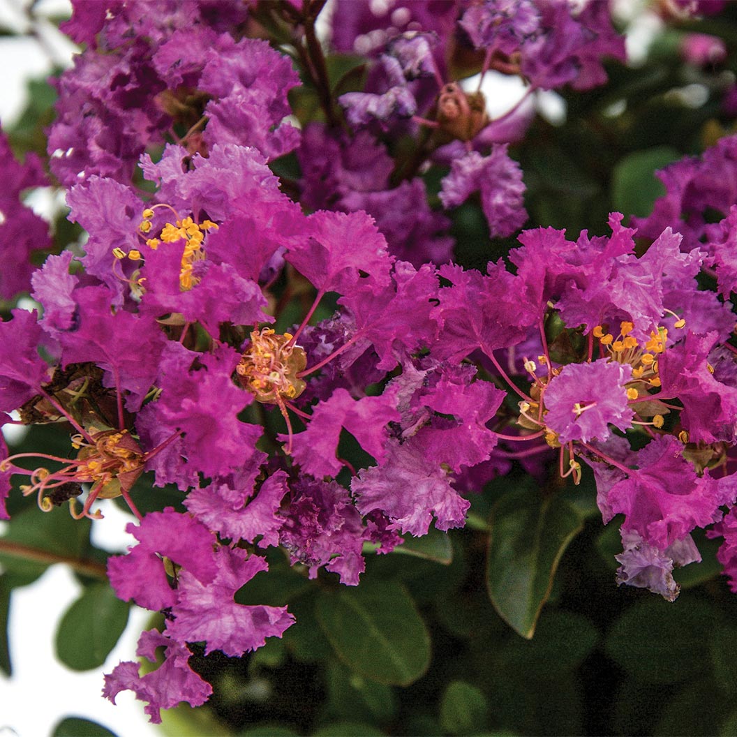 Bloomables® Bellini® Grape Crape Myrtle - Image 2