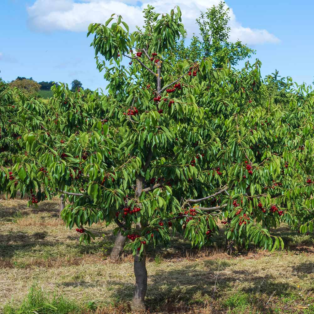 Lapins Cherry Tree - Image 2