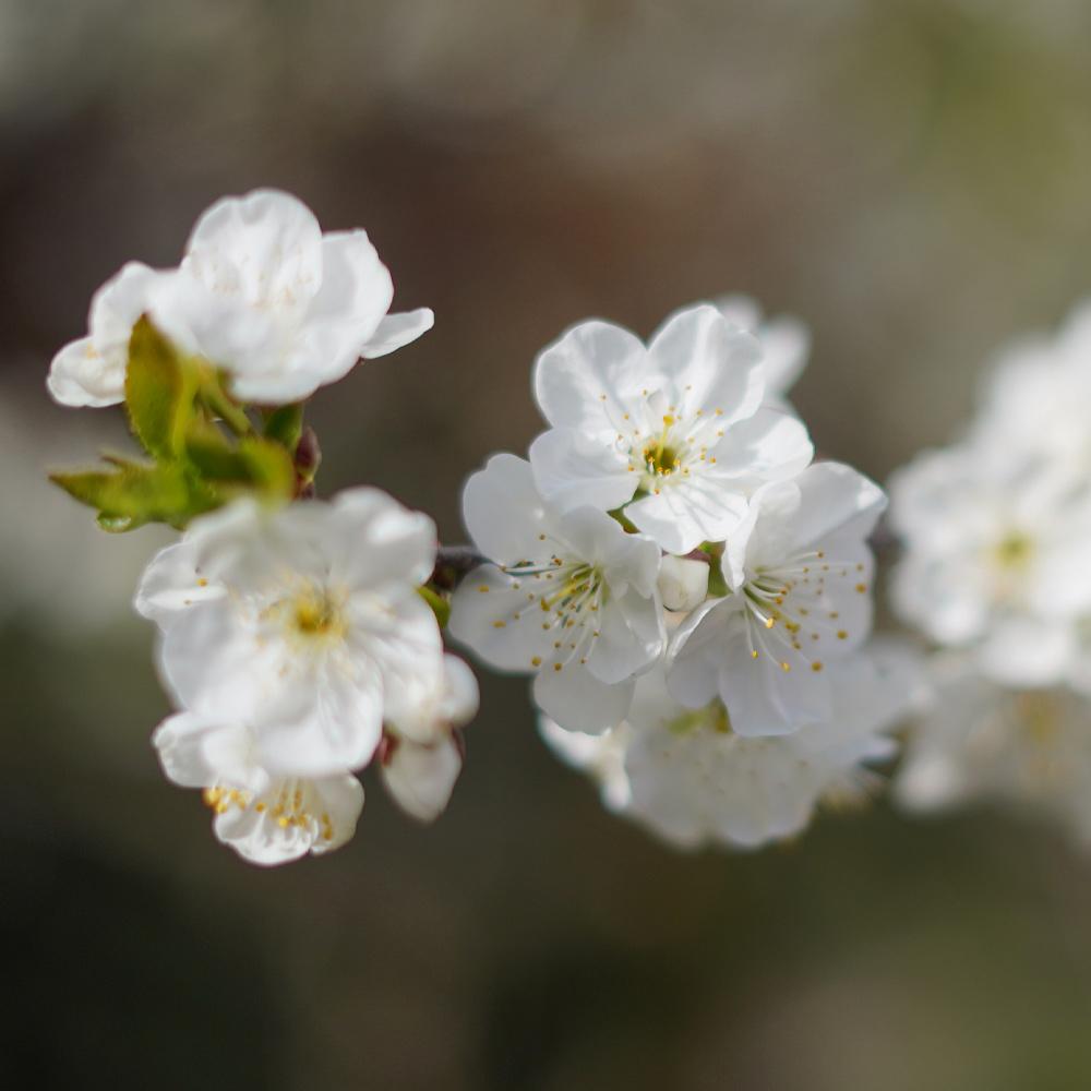 Lapins Cherry Tree - Image 4