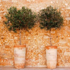 Lecciana Olive Tree