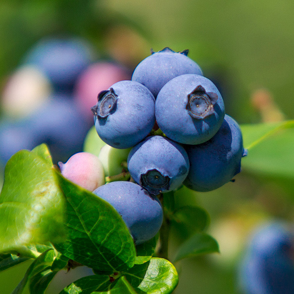 Legacy Blueberry Bush - Image 2
