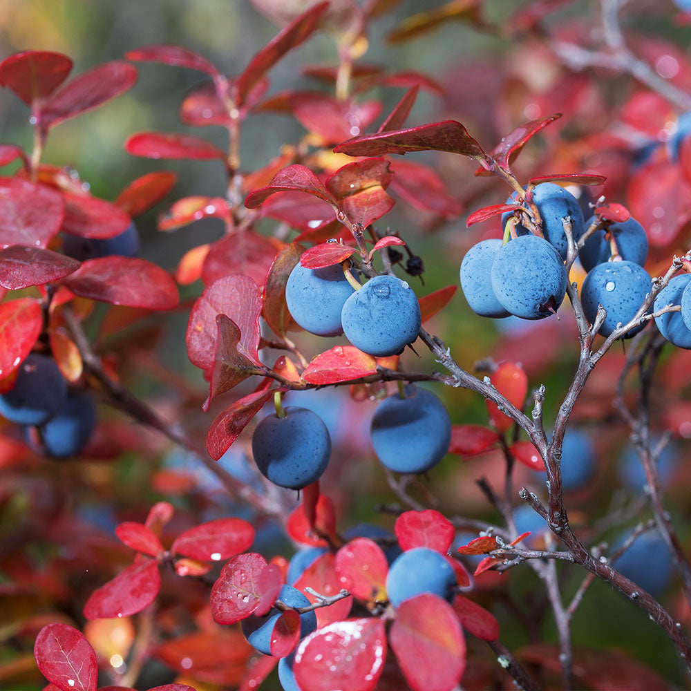 Legacy Blueberry Bush - Image 5