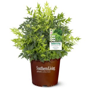 Lemon Lime Nandina Shrub