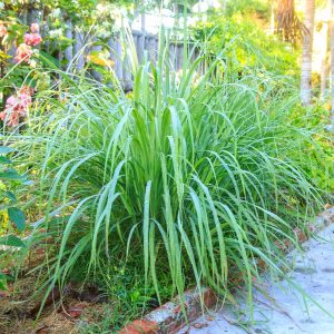 Lemon Grass Plant