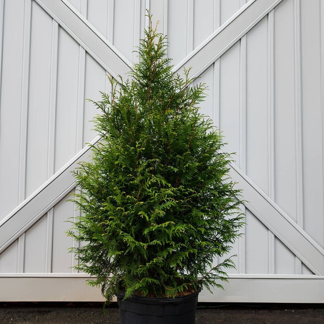 Leprechaun™ Arborvitae Tree - Image 2