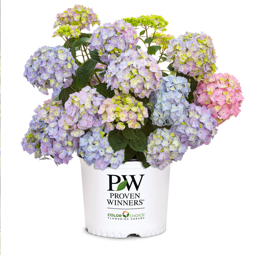 Proven Winners® Let's Dance Sky View® Hydrangea - Image 5