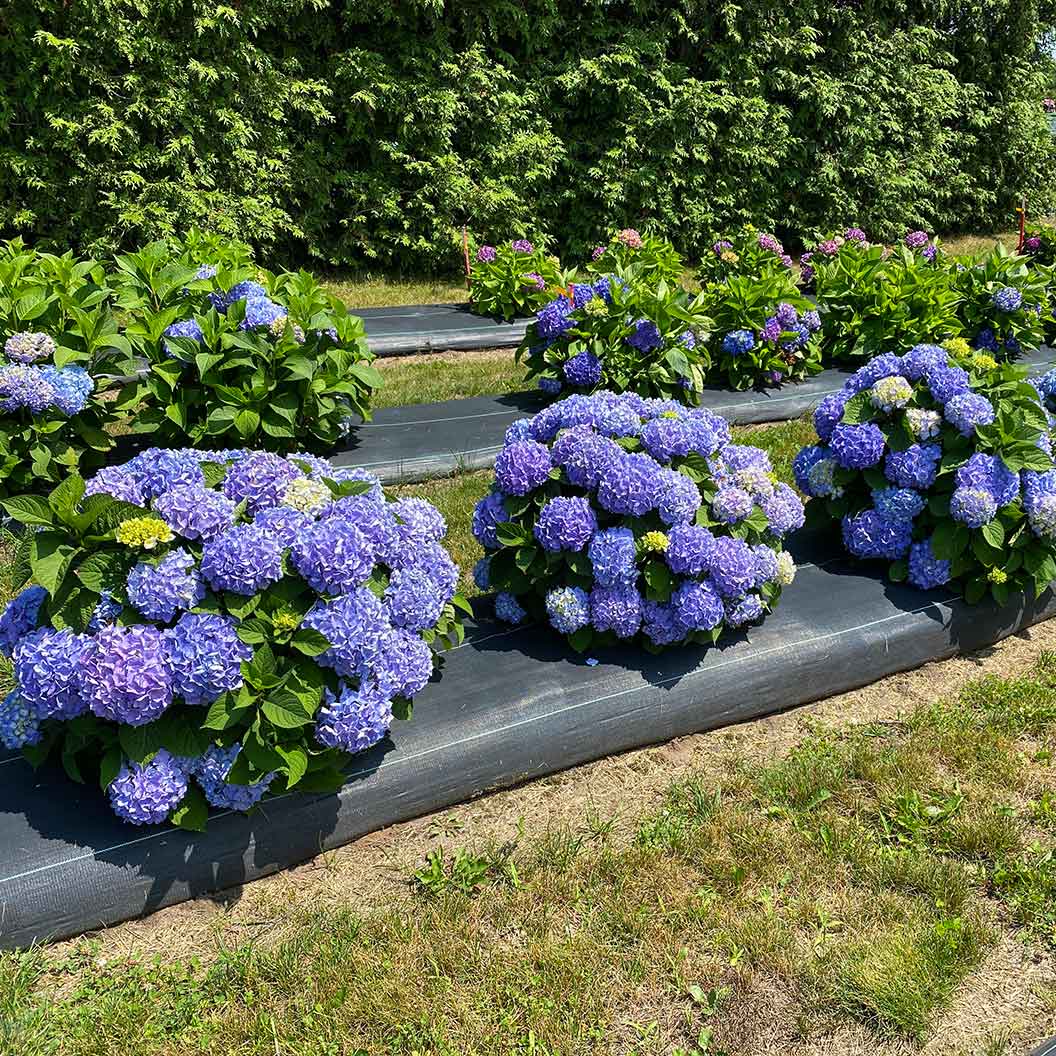 Proven Winners® Let's Dance Sky View® Hydrangea - Image 2