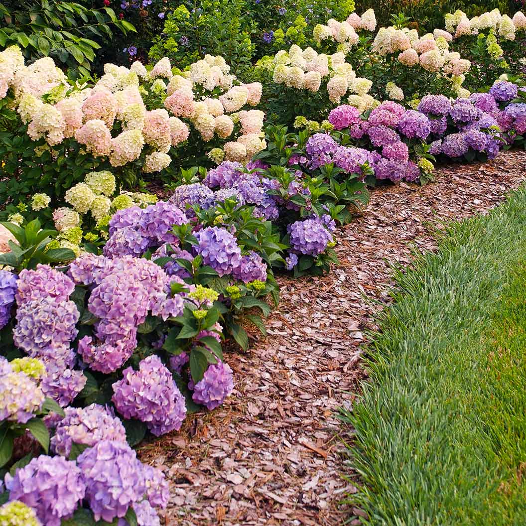 Proven Winners® Let's Dance Sky View® Hydrangea - Image 3