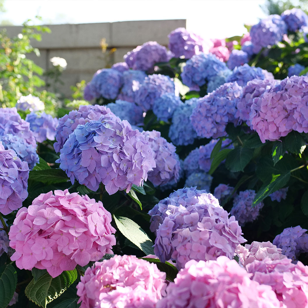 Proven Winners® Let's Dance Sky View® Hydrangea - Image 4